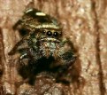 Picture Title - Bold Jumping Spider