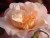 Martha's hybrid camellia