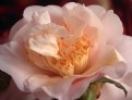 Picture Title - Martha's hybrid camellia