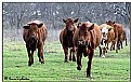 Picture Title - Stampede