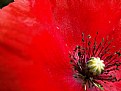 Picture Title - Poppy: details