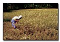 Picture Title - the harvest