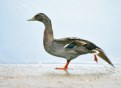 Picture Title - Dularge Duck