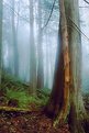 Picture Title - Old Growth Forest