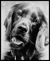 Picture Title - Irish Setter