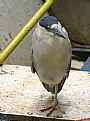 Picture Title - Cripple Bird