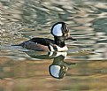 Picture Title - Hooded Merganser &#9794;