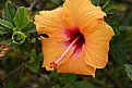 Picture Title - Hawaii flower