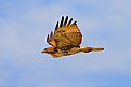 Picture Title - Red Hawk