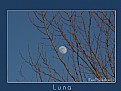 Picture Title - Luna