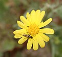 Picture Title - A Romantic Bug!