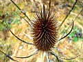 Picture Title - Teasel