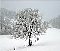 Picture Title - Albero nella neve