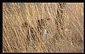 Picture Title - Tree and Dog in the Grass