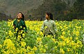 Picture Title - Girls in the flower field