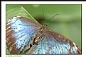 Picture Title - blue butterfly