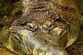 Picture Title - Crocodile