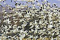 Picture Title - Snow Geese - Bosqué del Apache