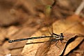 Picture Title -  Damsel Fly.