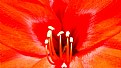 Picture Title - Amaryllis close up