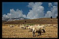 Picture Title - Sheeps And Mountaine-2