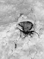 Picture Title - snow angel