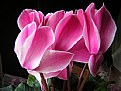 Picture Title - Cyclamen