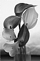 Picture Title - Calla Lilies - Monochrome