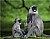 Grey Langur