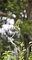 Picture Title - Bee-eaters