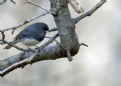 Picture Title - Junco pondering the meaning of life