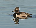 Picture Title - Ring- Necked Duck