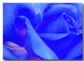 Picture Title - rose in blue