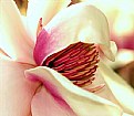 Picture Title - Magnolia  Blush