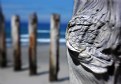 Picture Title - Groynes- growing old