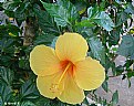 Picture Title - Mais um Hibisco
