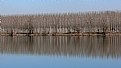 Picture Title - reflected poplar grove