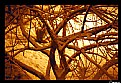 Picture Title - Snowy Branches