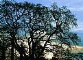 Picture Title - Winter Oak Sunset