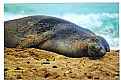 Picture Title - Monkseal