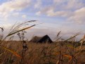 Picture Title - Boathouse In Reeds