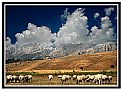 Picture Title - Sheeps and Mountains-3