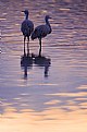 Picture Title - Sandhill Crane Mated Pair