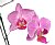 Phalaenopsis Orchid