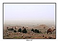 Picture Title - Camels