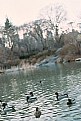 Picture Title - Ducks in Central Park