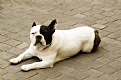 Picture Title - Arles Bulldog