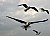 "Louisiana Sea Gulls"