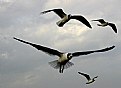 Picture Title - "Louisiana Sea Gulls"
