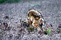 Picture Title - Hunting Coyote